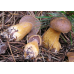 Мицелий Масленка кедрового (Suillus plorans)